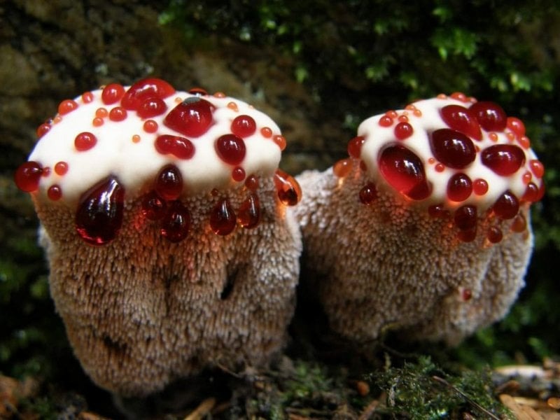 Факти про гриби, які вас дуже здивують